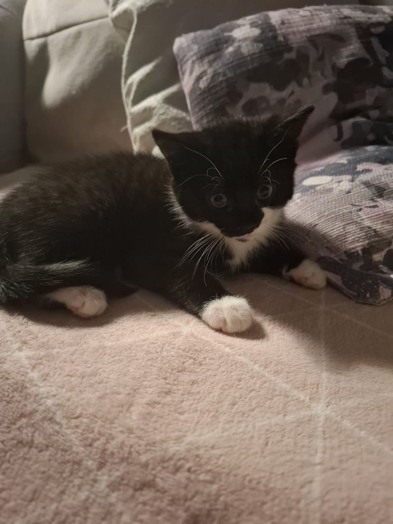 Male kitten ready to go