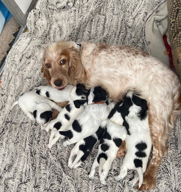 Sprocker Spaniel Puppies 