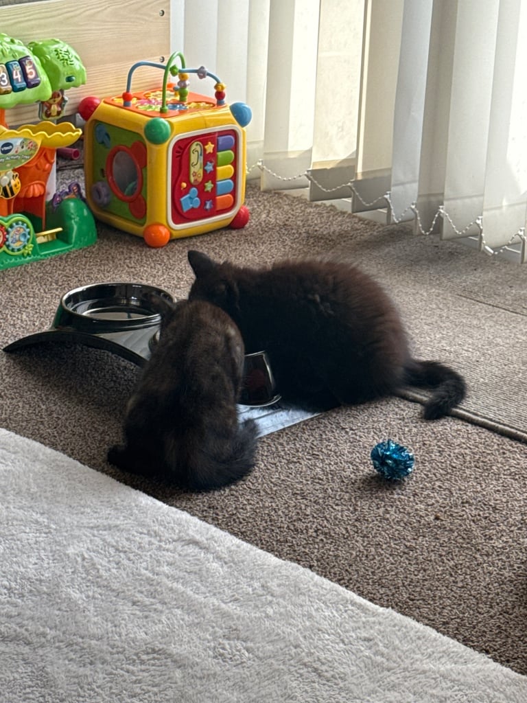 2 beautiful kittens looking for a home