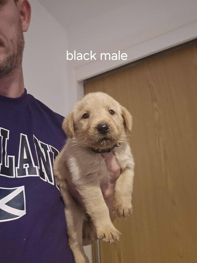 Kc fox red labrador puppies