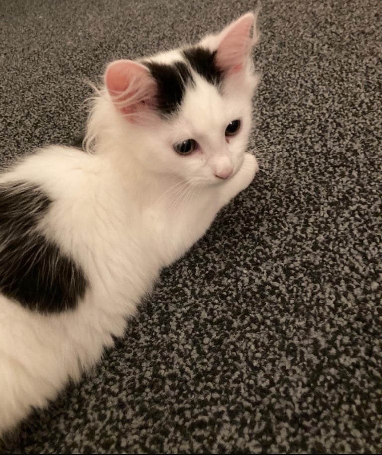 2 beautiful baby boy kittens 💕