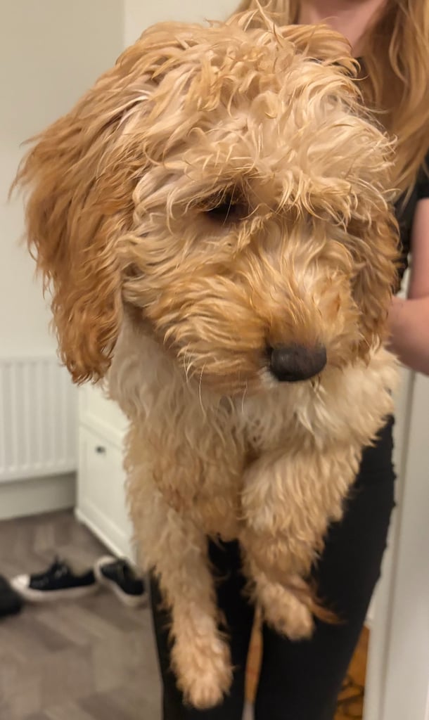 Fully vaccinated 16 week old f1 male cockapoo 