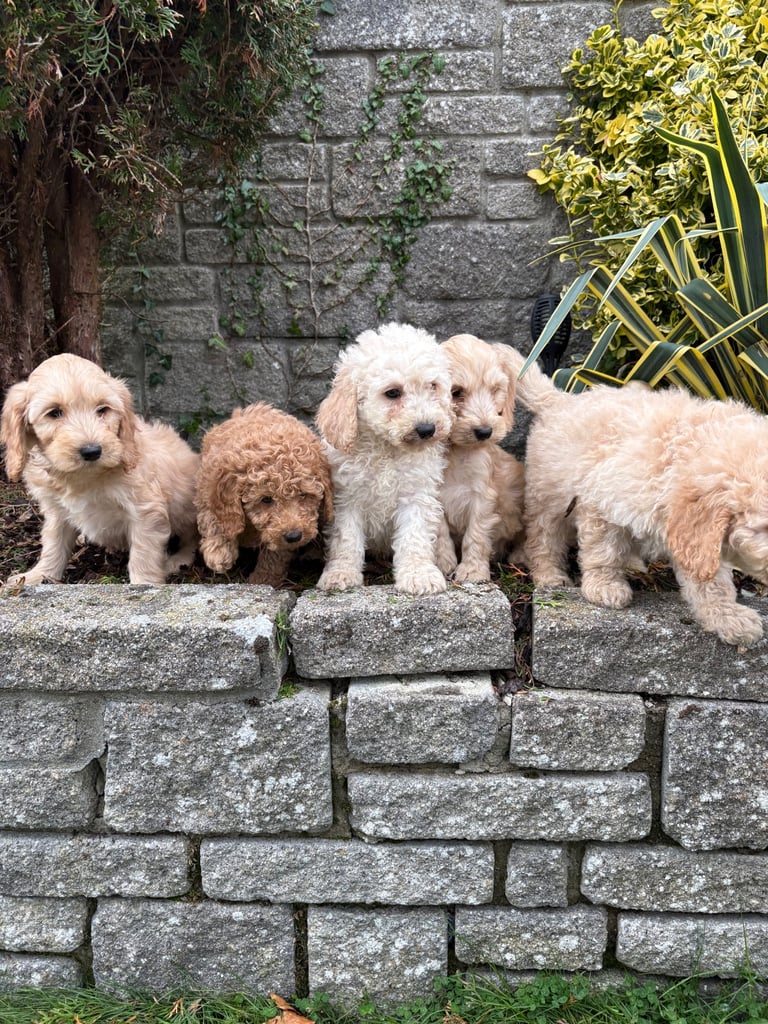 image for Beautiful cockapoo pups