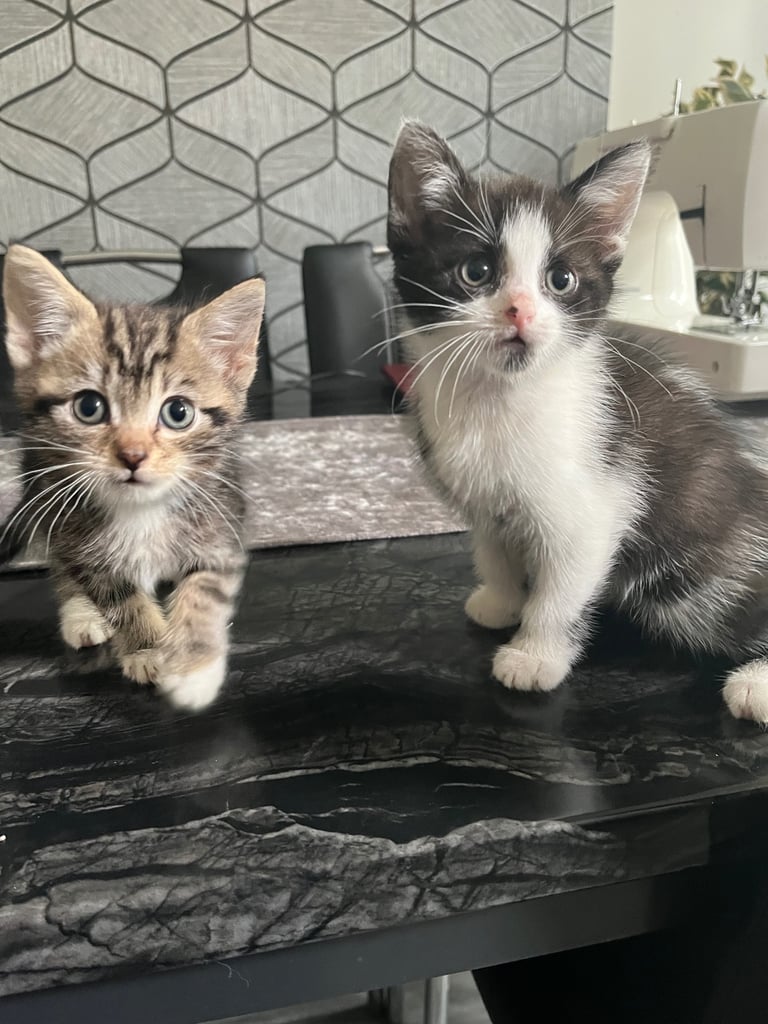Kittens for sale male and female £50 each