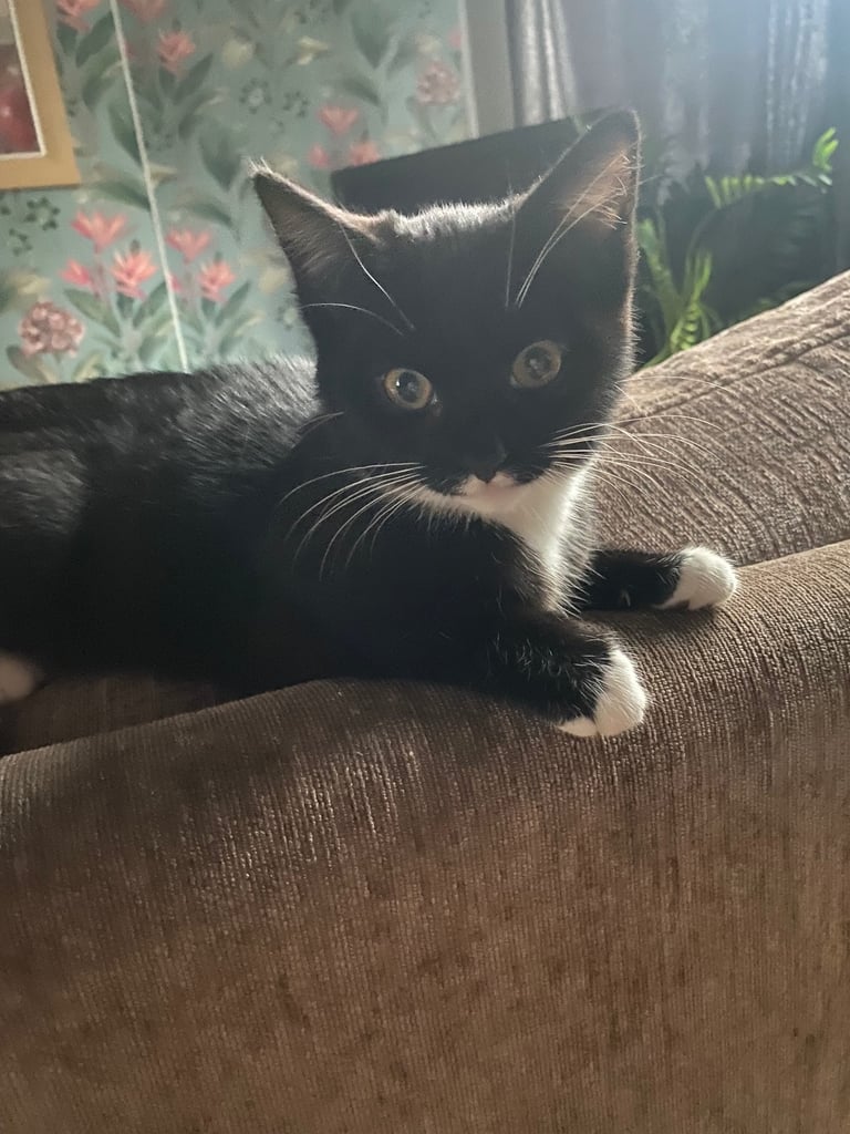 image for 12 week old female kitten