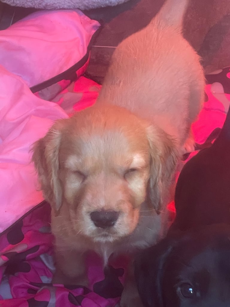 Beautiful cockerdour puppies 