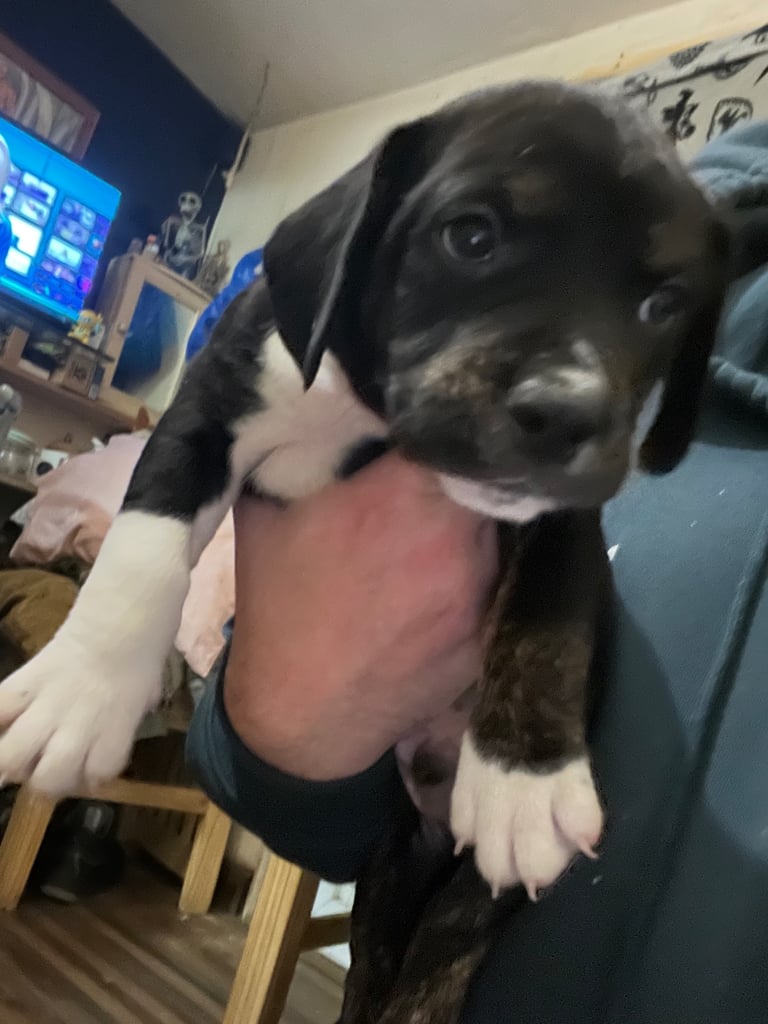 Old Tyme English Bulldog x Sproodle Puppy - Boy