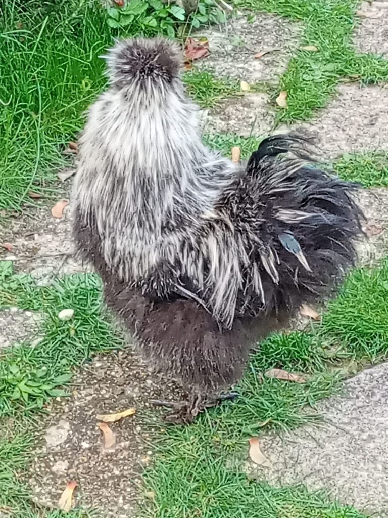 Purebred Silkie Cockerel - Ready for his Forever Home! - Collection from Andover, Hants