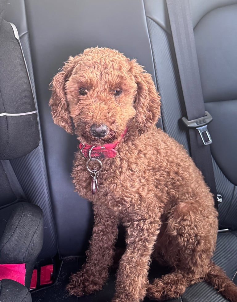 KC Red Fox miniature toy Poodle puppy ready now