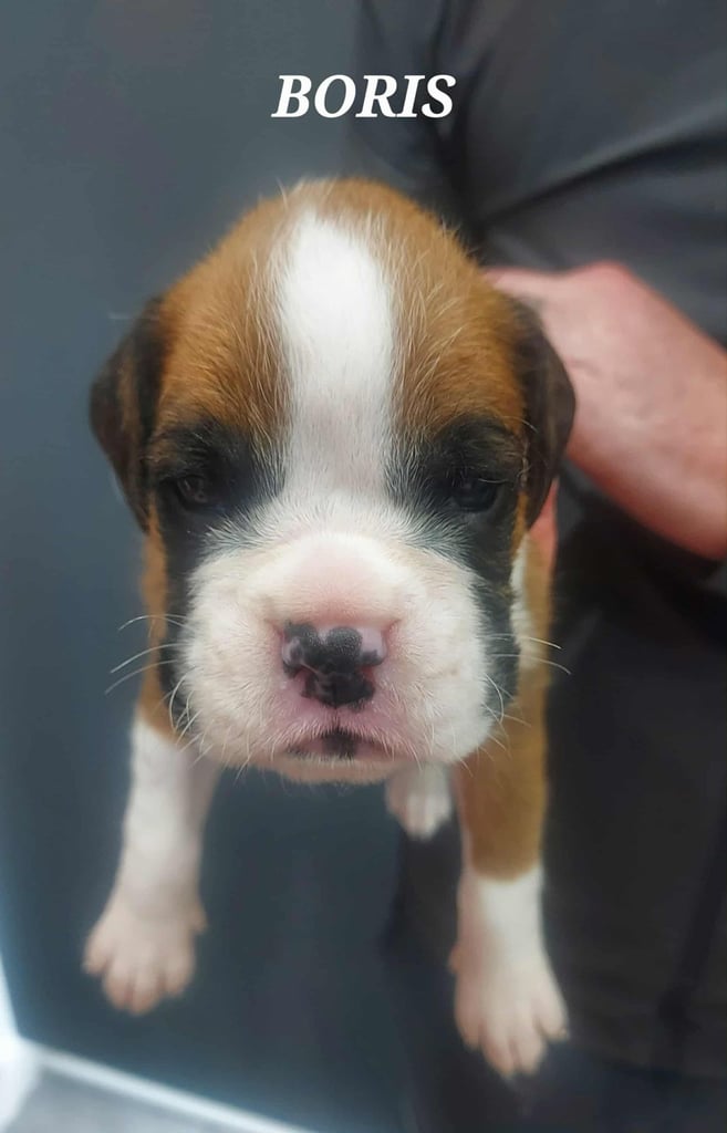 Boxer puppies 