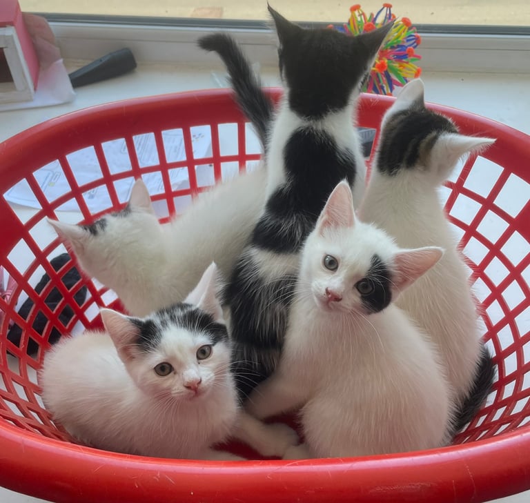 6 Kittens for sale *4 Sold* - 8 wks old