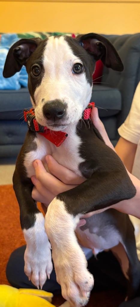 Lurcher puppy 8weeks