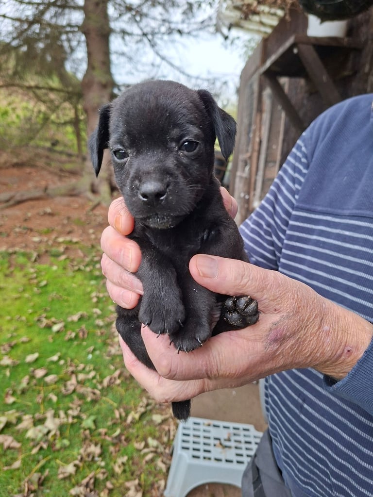 Patterdale dog puppies 
