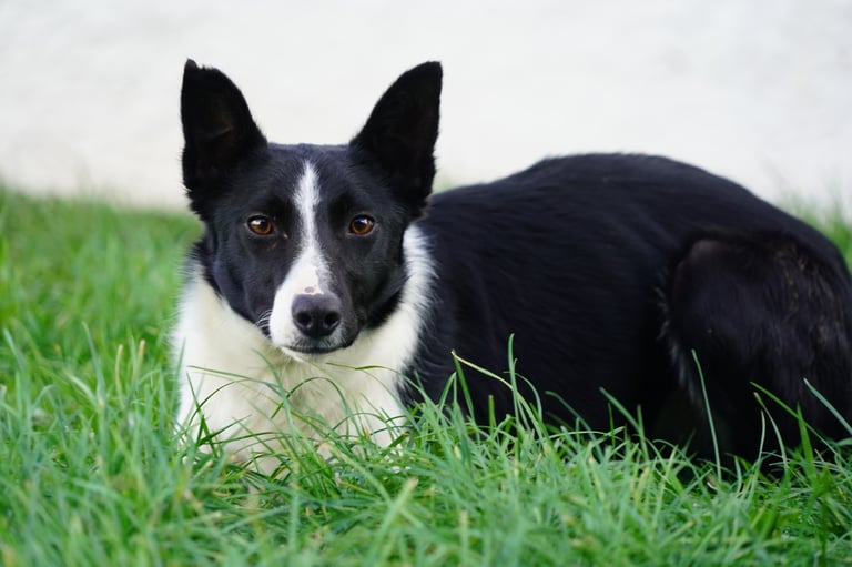 Bordercollie girl looking for active home 