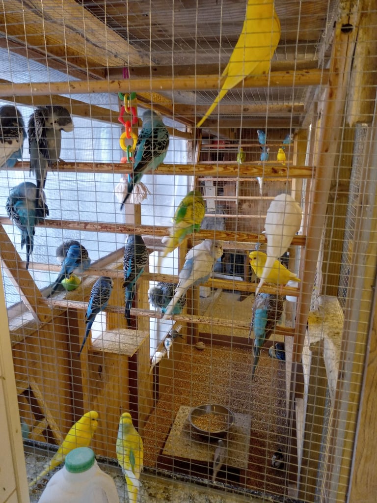 Budgies for sale 