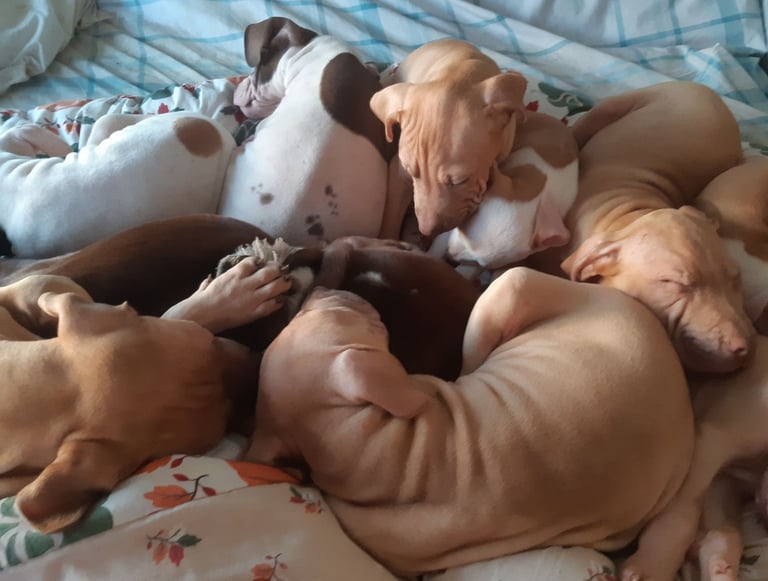 Presa cross puppies looking for homes 