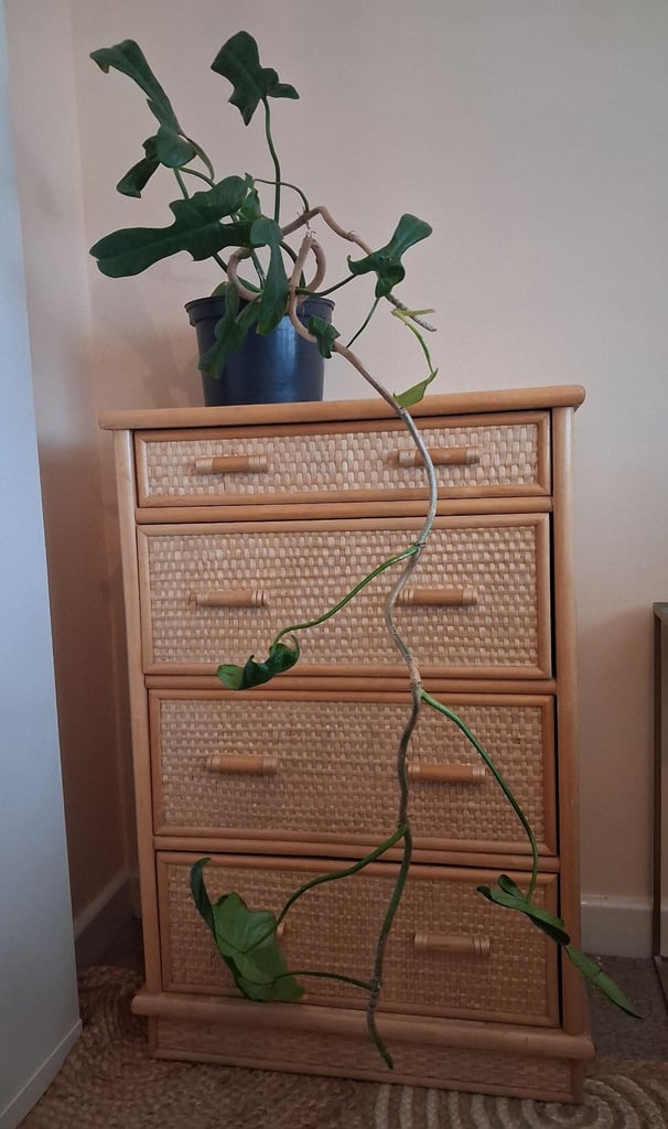 image for Large philodendron indoor house plant 