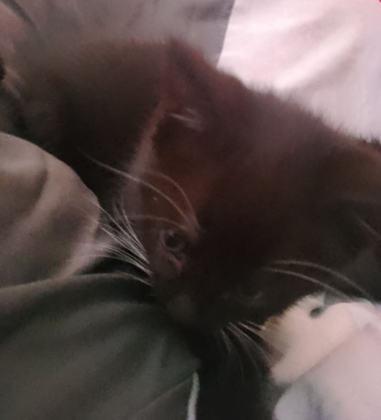 Kittens 