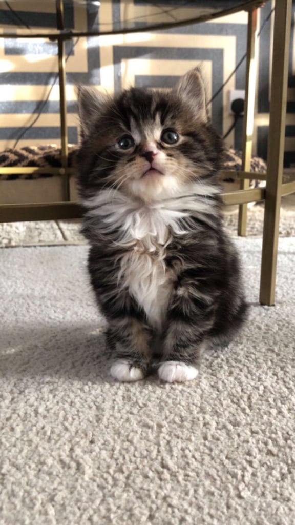 Maine coone / bengal. 