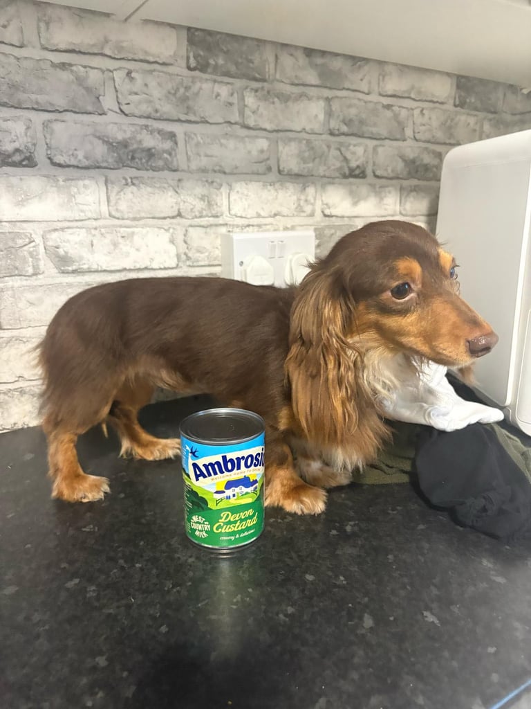 Miniature dauchund pupsREADY NOW