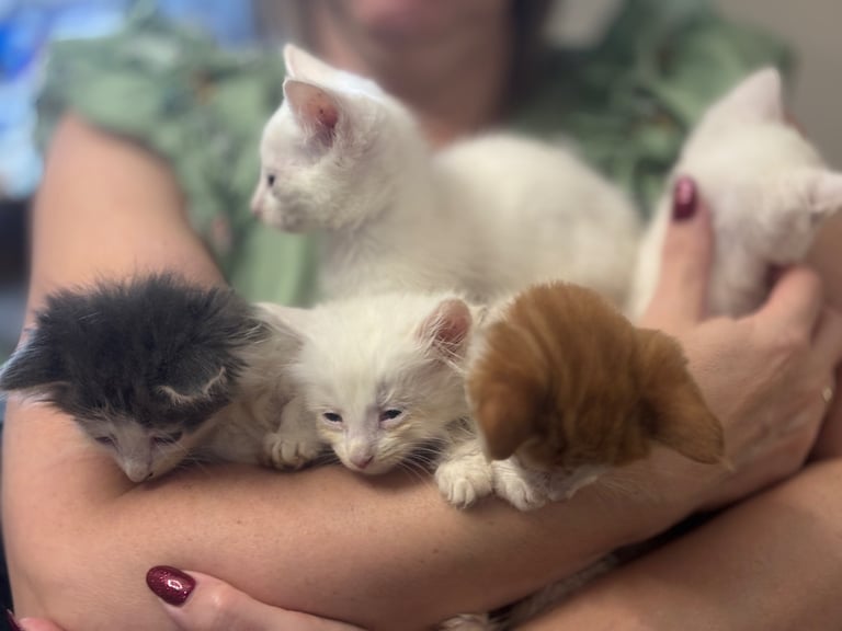 Maine coon / Turkish angora