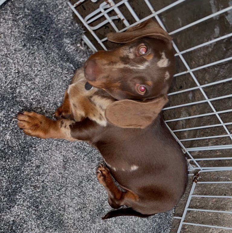 Piebald Dachshund ‼️
