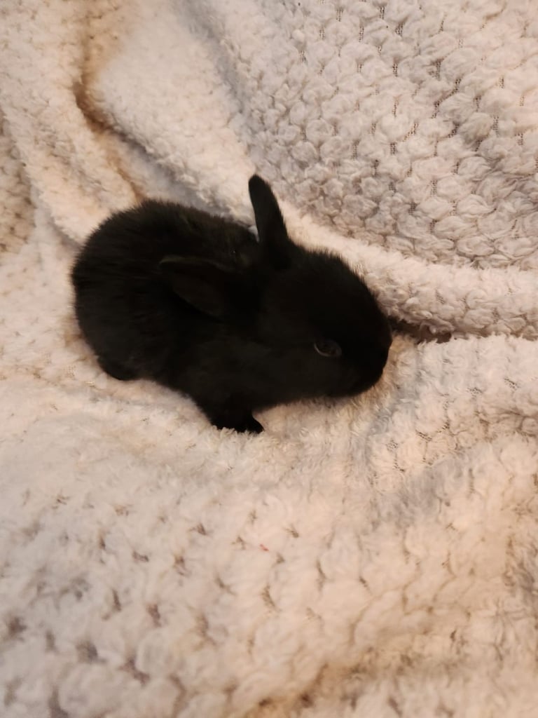 Baby rabbits 