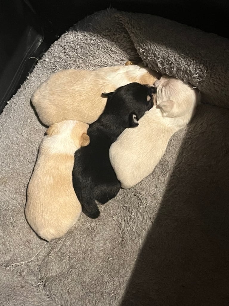 Chihuahua X Toy poodle