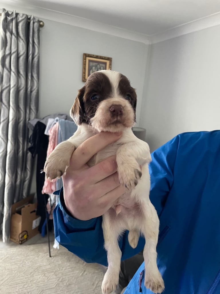 Springer spaniels for sale