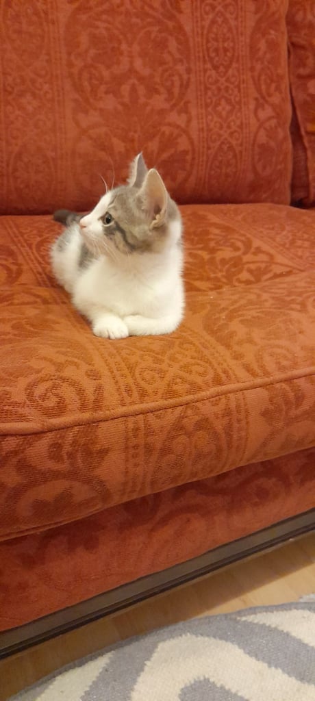 image for Kitten
