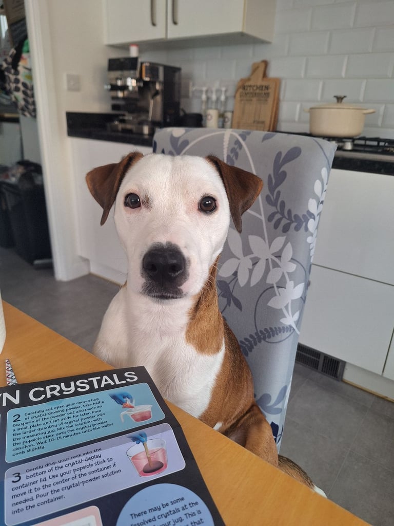 image for Parson Jack Russell Terrier Boy