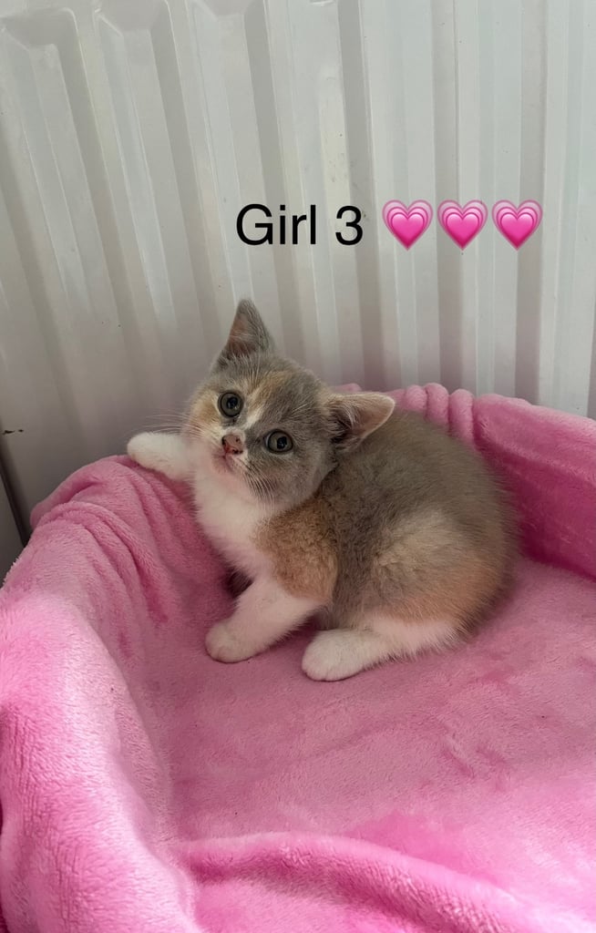 British Shorthair LAST GIRL 