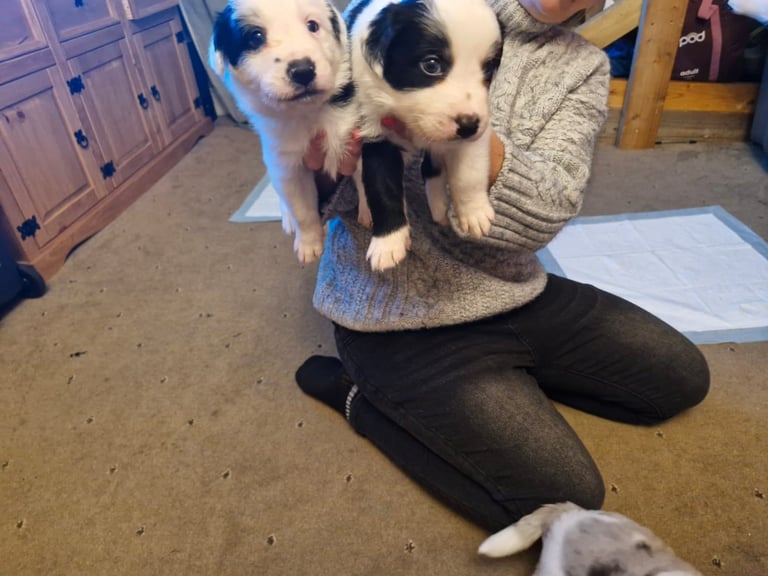 2 x black and white male puppies for sale 