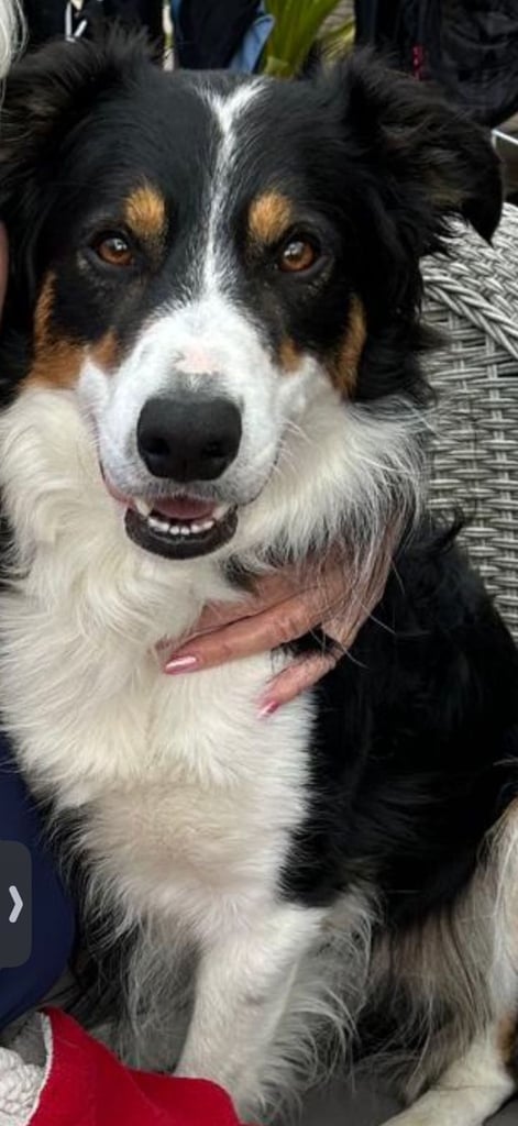 Pug X Collie (Pugollie) Puppies Looking For Their Forever Homes