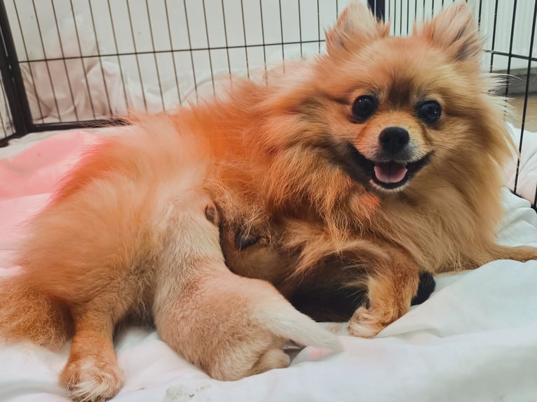 Pomeranian puppies - 2 boys