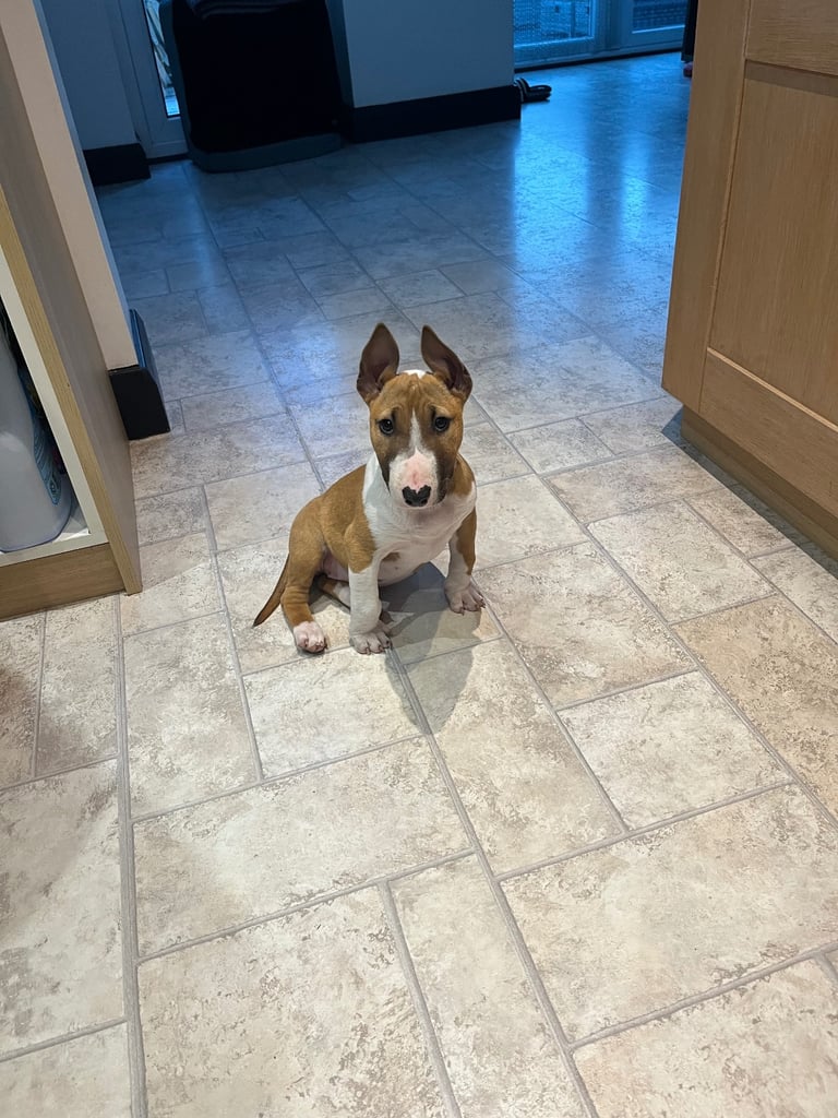 English bull terrier 