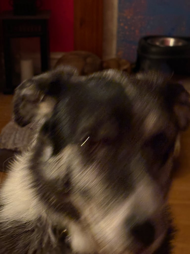 Murphy blue merle border collie