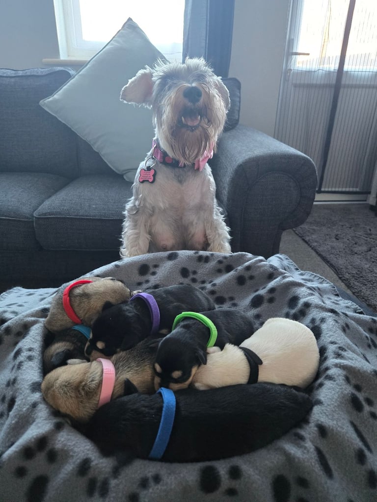 Beautiful Miniture schnauzers