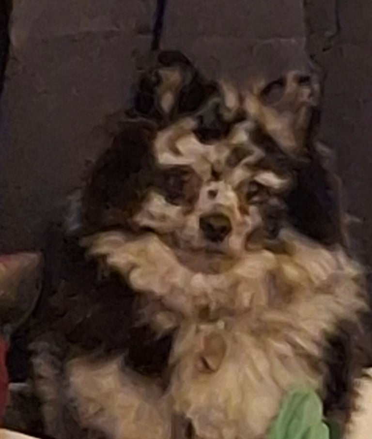 Pommeranian lavender merle bitch puppyREDUCED 