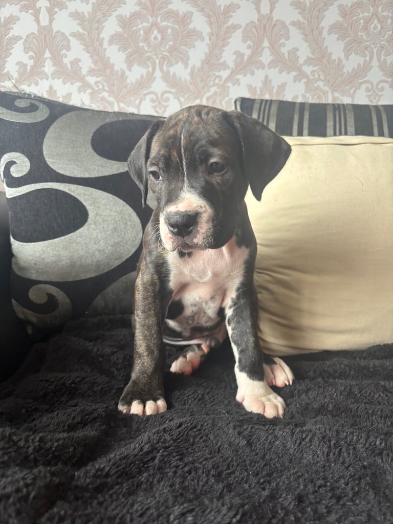4 cane corso puppies