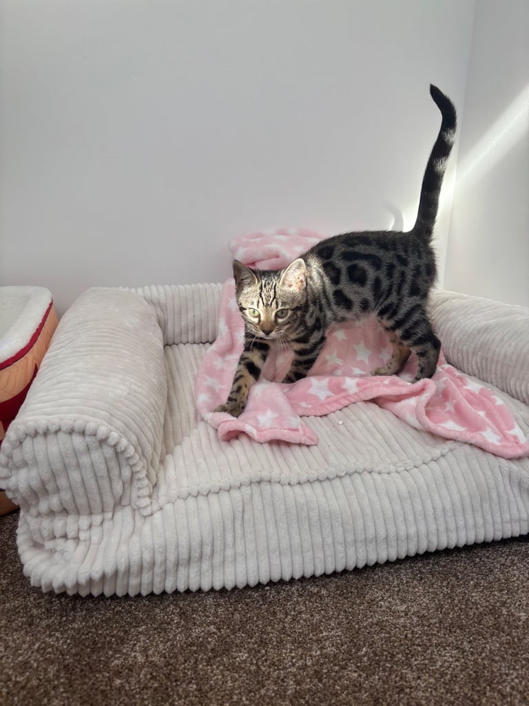 Bengal mix girl kitten 