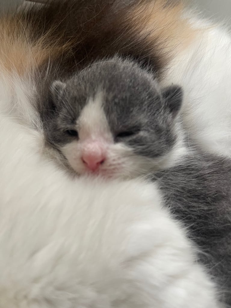 Kittens looking for a home