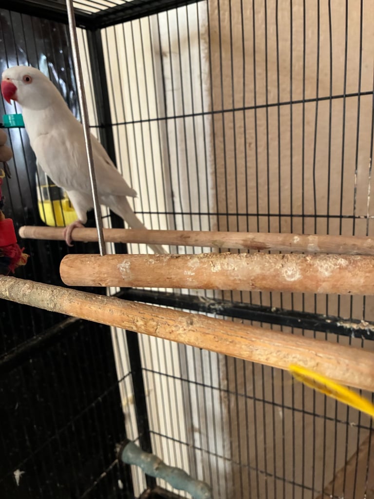 Birds and cages for sale 