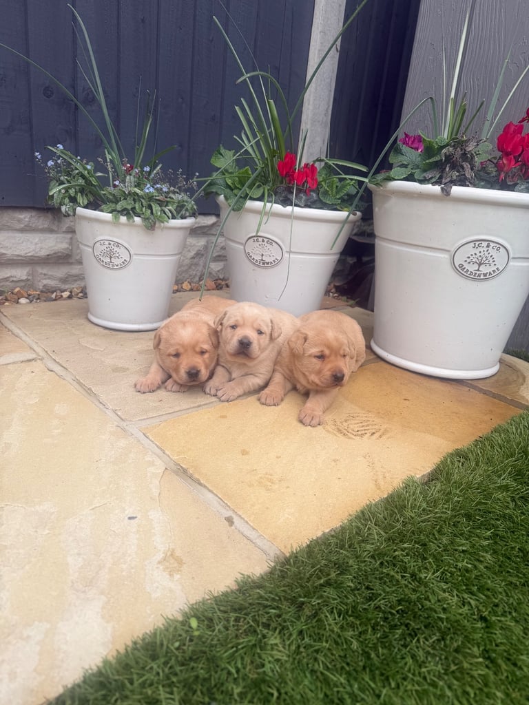 Labrador retriever puppies