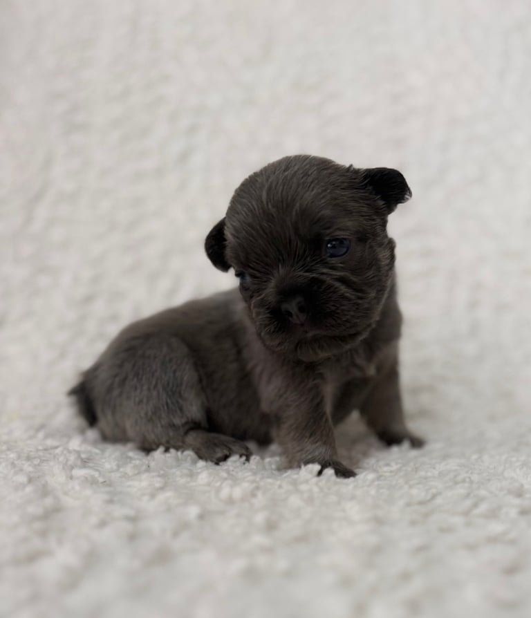 image for Beautiful French bulldog pups 