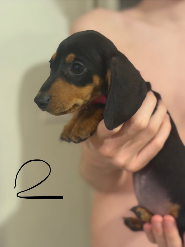 Miniature dauchund pupsREADY NOW