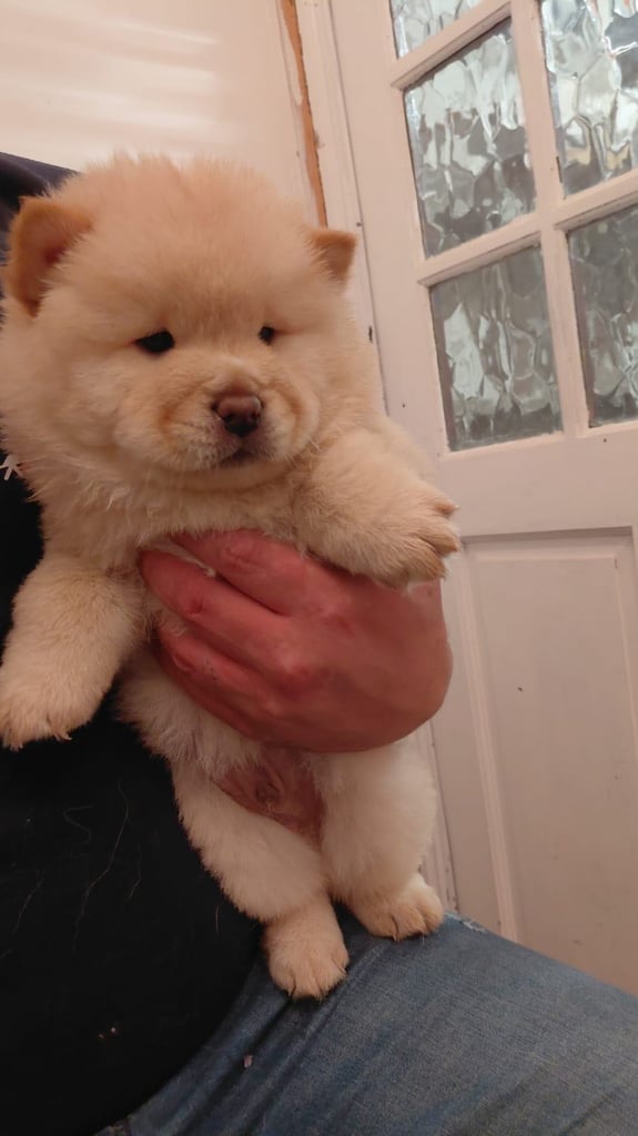 Cream Chow Chow Puppy – Looks Like a Little Polar Bear!