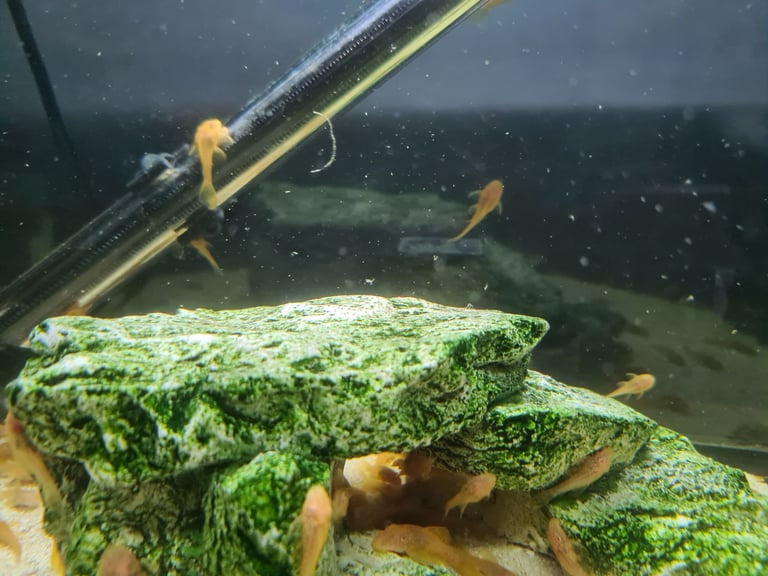 Baby gold bristlenose 