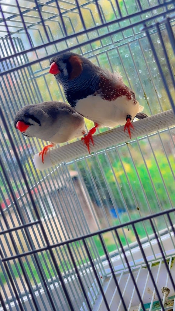 4 PAIRS OF BIG EXHIBITION SIZED CLOSE RUNG (ZFS) ZEBRA FINCHES