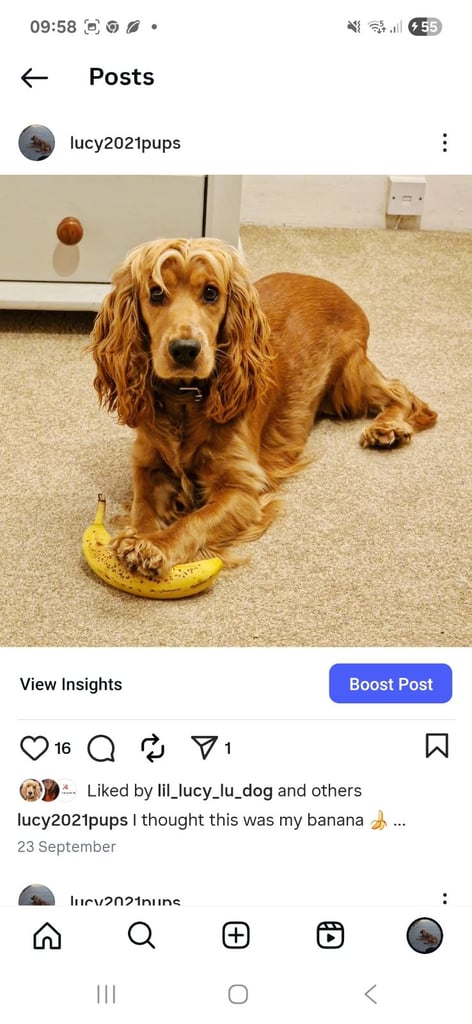 Cocker Spaniel puppies for sale